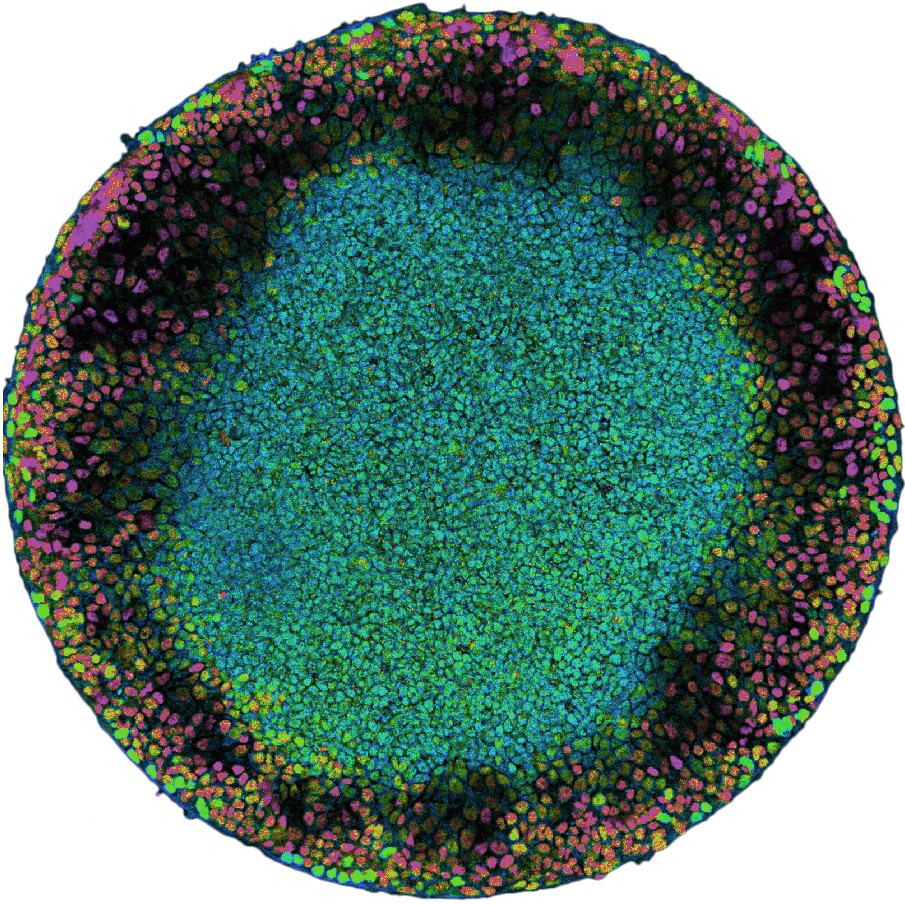 Image of a single stem cell shows a disk with a raised, rounded purplish border and an irregular aqua blue centre.