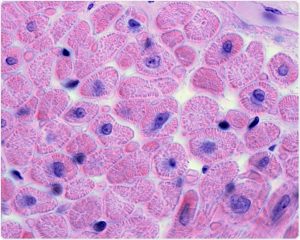 A microscope slide showing cells: many irregular blobs very close together, some with a dark blob in the centre.