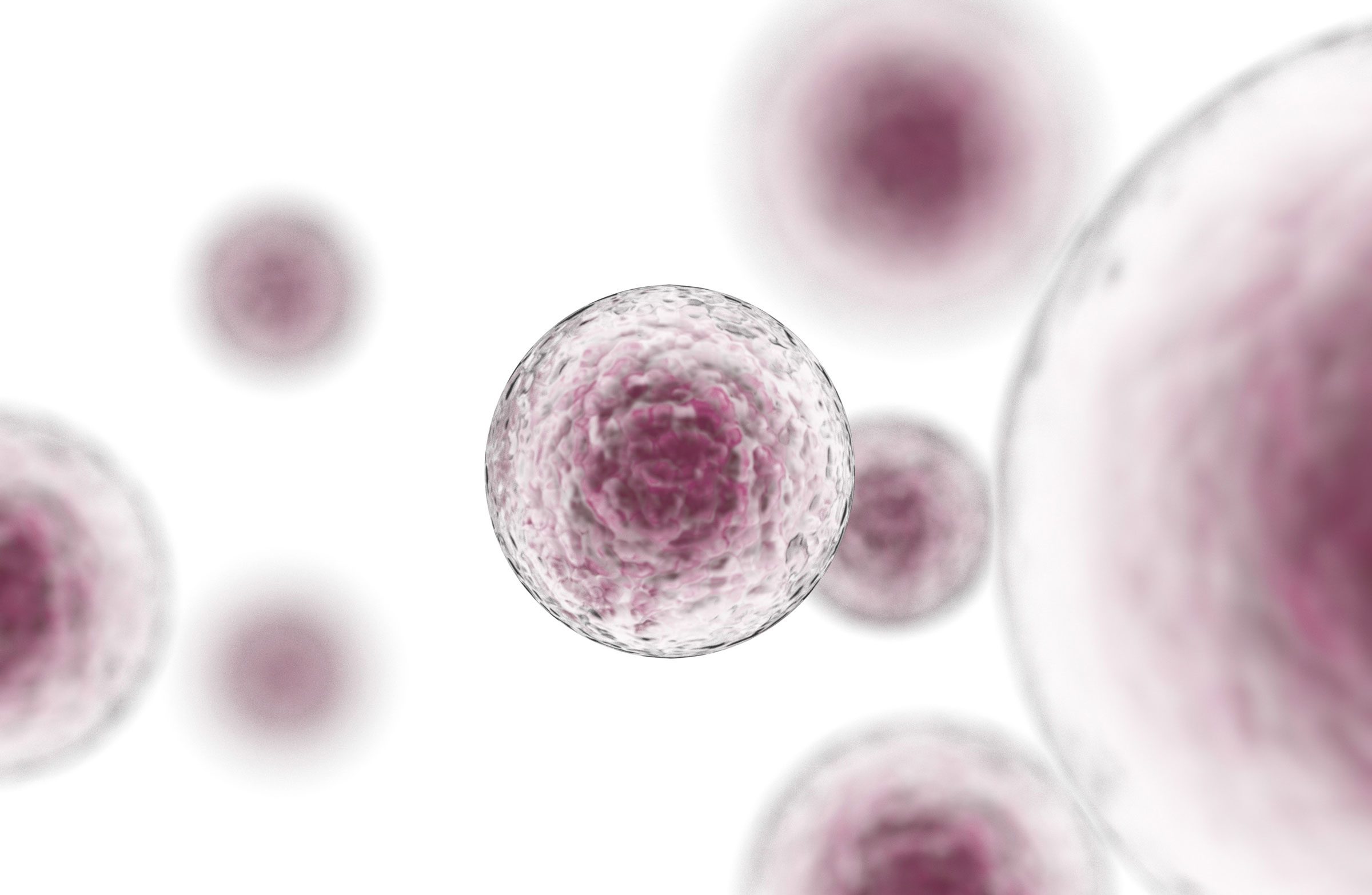 Multiple stem cells look like bumpy, transparent spheres with darker centres.