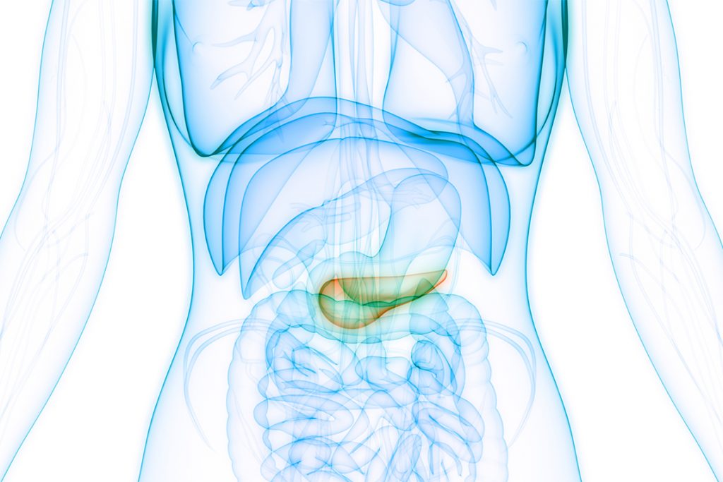 Outline of body showing pancreas